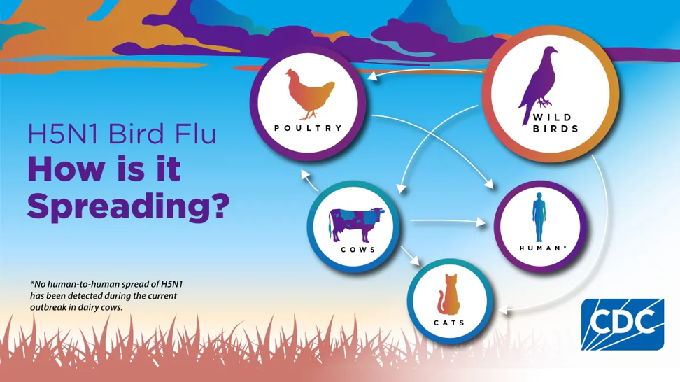 H5N5 Bird Flu - How is it Spreading?