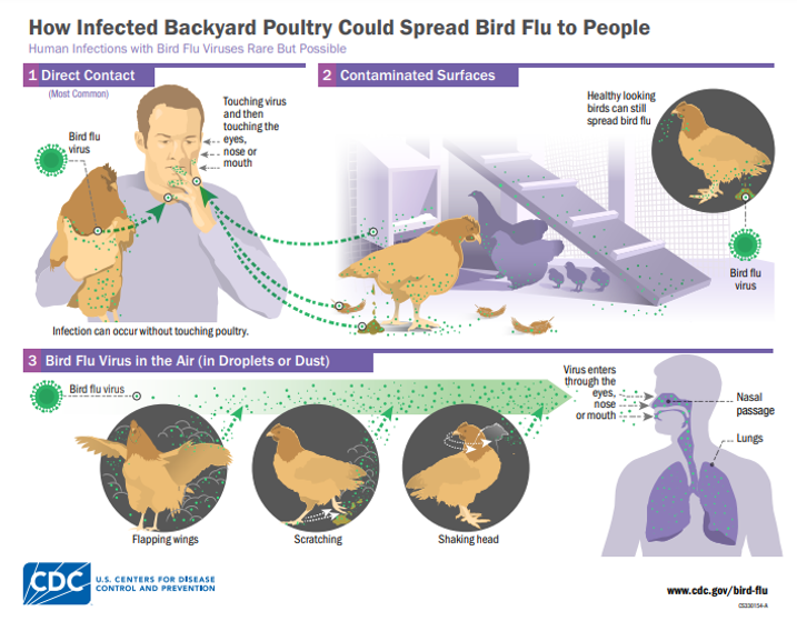 Trasmission of bord flu from wild birds to other animals, and then to humans.